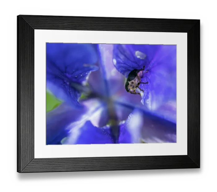 Framed Print : Iris weevil (Mononychus punctumalbum) on Siberian iris (Iris sibirica) petal, Upper Bavaria, Germany. June Framed Print : Iris weevil (Mononychus punctumalbum) on Siberian iris (Iris sibirica) petal, Upper Bavaria, Germany. June