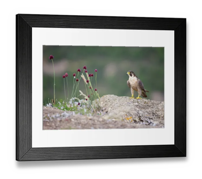 Framed Print : Peregrine falcon (Falco peregrinus) ringed female, perched on a rock next to wild flowers, Reserva Biologica Valor Natura, Catalonia, Spain. June Framed Print : Peregrine falcon (Falco peregrinus) ringed female, perched on a rock next to wild flowers, Reserva Biologica Valor Natura, Catalonia, Spain. June