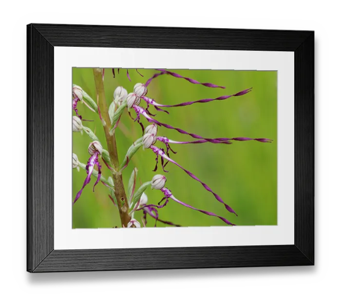 Framed Print : Adriatic lizard orchid (Himantoglossum adriaticum) in flower, Preci, Sibillini, Umbria, Italy. May Framed Print : Adriatic lizard orchid (Himantoglossum adriaticum) in flower, Preci, Sibillini, Umbria, Italy. May