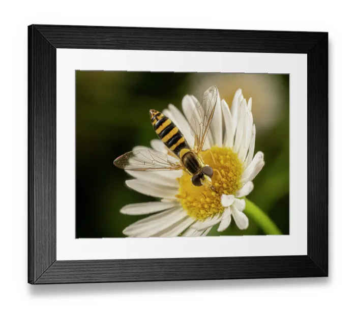 Framed Print : Long hoverfly (Sphaerophoria scripta) nectaring on a Daisy (Asteraceae), Umbria, Italy. June Framed Print : Long hoverfly (Sphaerophoria scripta) nectaring on a Daisy (Asteraceae), Umbria, Italy. June