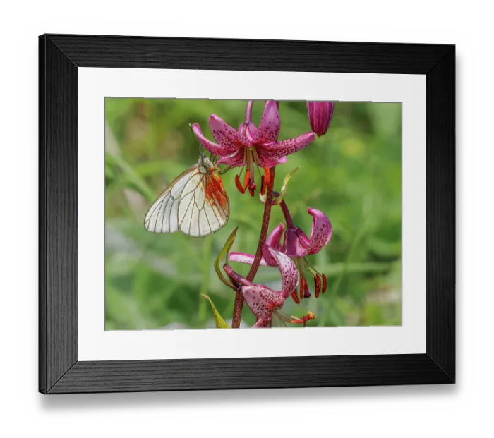 Framed Print : Black-veined white butterfly (Aporia crataegi) resting on Martagon lily (Lilium martagon) flower, having brushed against the stamens and collected pollen on its wings