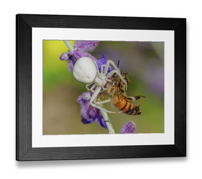 Framed Print : Crab spider (Misumena vatia) female, on Lavender flower clutching Honey bee (Apis mellifera) prey, Podere Montecucco, nr. Orvieto, Umbria, Italy. July Framed Print : Crab spider (Misumena vatia) female, on Lavender flower clutching Honey bee (Apis mellifera) prey, Podere Montecucco, nr. Orvieto, Umbria, Italy. July