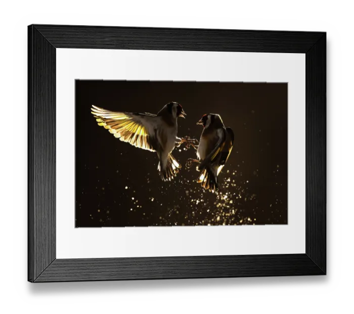 Framed Print : Two European goldfinches (Carduelis carduelis) squabbling in mid-air, Lower Silesia, Poland. February Framed Print : Two European goldfinches (Carduelis carduelis) squabbling in mid-air, Lower Silesia, Poland. February