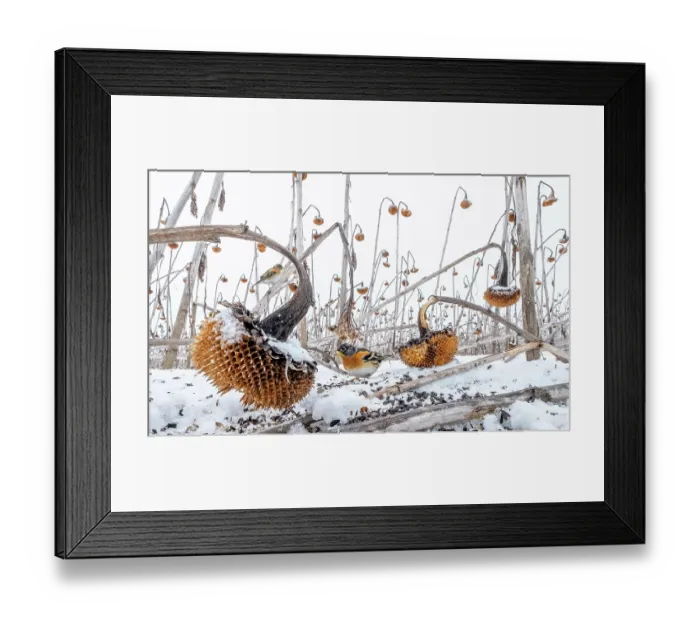 Framed Print : Brambling (Fringilla montifringilla) foraging for seeds in snow among field of dead Sunflowers (Helianthus annuus), Lower Silesia, Poland. February Framed Print : Brambling (Fringilla montifringilla) foraging for seeds in snow among field of dead Sunflowers (Helianthus annuus), Lower Silesia, Poland. February