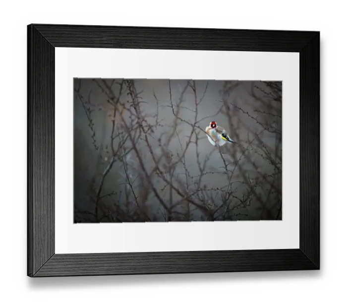 Framed Print : European goldfinch (Carduelis carduelis) perched on branch at dusk, Lower Silesia, Poland. February Framed Print : European goldfinch (Carduelis carduelis) perched on branch at dusk, Lower Silesia, Poland. February