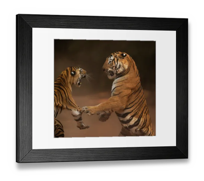 Framed Print : Bengal tiger (Panthera tigris tigris) male in aggressive confrontation with his daughter, Bandhavgarh National Park, India. Endangered Framed Print : Bengal tiger (Panthera tigris tigris) male in aggressive confrontation with his daughter, Bandhavgarh National Park, India. Endangered