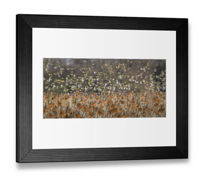 Framed Print : Bramblings (Fringilla montifringilla), European goldfinches (Carduelis carduelis) Framed Print : Bramblings (Fringilla montifringilla), European goldfinches (Carduelis carduelis)
