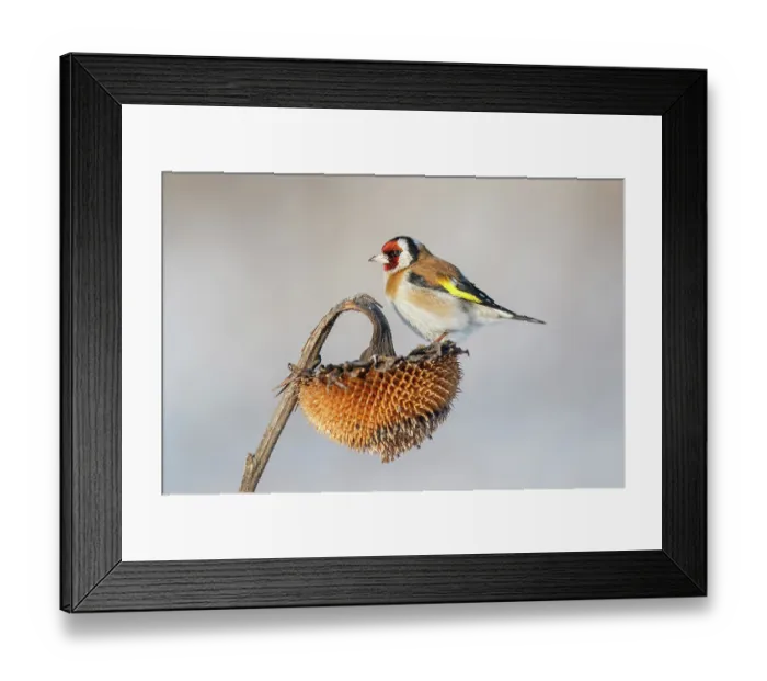 Framed Print : European goldfinch (Carduelis carduelis) perched on Sunflower (Helianthus annuus) seedhead, Lower Silesia, Poland. February Framed Print : European goldfinch (Carduelis carduelis) perched on Sunflower (Helianthus annuus) seedhead, Lower Silesia, Poland. February