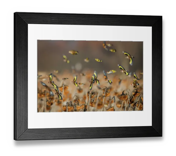 Framed Print : European goldfinch (Carduelis carduelis) flock in flight over Sunflower (Helianthus annuus) seedheads, Lower Silesia, Poland. February Framed Print : European goldfinch (Carduelis carduelis) flock in flight over Sunflower (Helianthus annuus) seedheads, Lower Silesia, Poland. February
