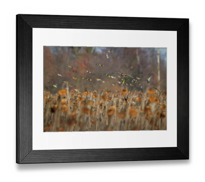 Framed Print : Hen harrier (Circus cyaneus) hunting flock of European goldfinch (Carduelis carduelis) over field of dead Sunflowers (Helianthus annuus), Lower Silesia, Poland. February Framed Print : Hen harrier (Circus cyaneus) hunting flock of European goldfinch (Carduelis carduelis) over field of dead Sunflowers (Helianthus annuus), Lower Silesia, Poland. February