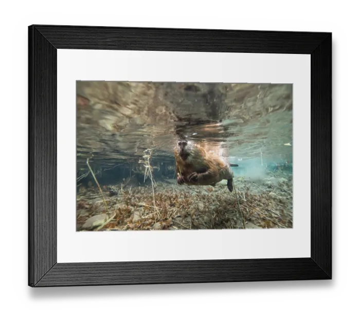 Framed Print : European beaver (Castor fiber) swimming at water surface, Alps, France. June Framed Print : European beaver (Castor fiber) swimming at water surface, Alps, France. June
