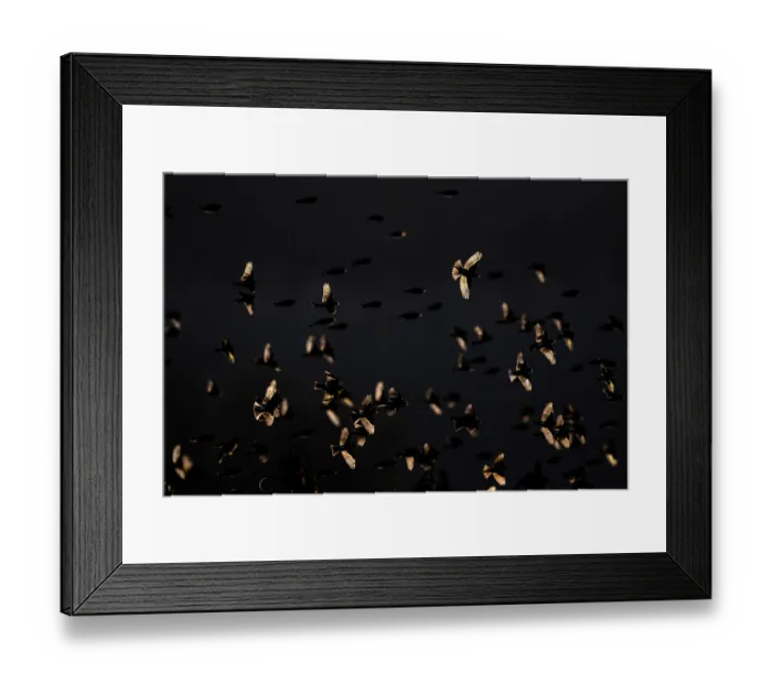 Framed Print : Bramblings (Fringilla montifringilla) flock in flight at dusk, Lower Silesia, Poland. February Framed Print : Bramblings (Fringilla montifringilla) flock in flight at dusk, Lower Silesia, Poland. February