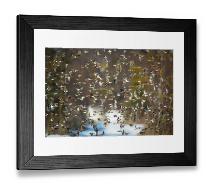Framed Print : Bramblings (Fringilla montifringilla), European goldfinches (Carduelis carduelis), Greenfinches (Chloris chloris) and Common linnets (Linaria cannabina) flock in flight in winter Framed Print : Bramblings (Fringilla montifringilla), European goldfinches (Carduelis carduelis), Greenfinches (Chloris chloris) and Common linnets (Linaria cannabina) flock in flight in winter