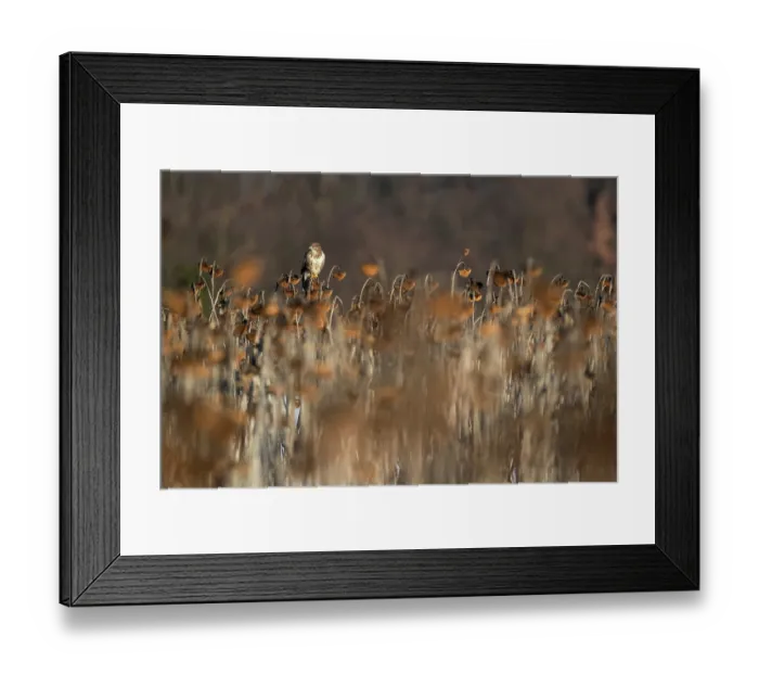 Framed Print : Common buzzard (Buteo buteo) perched among Sunflower (Helianthus annuus) seedheads, Lower Silesia, Poland. February