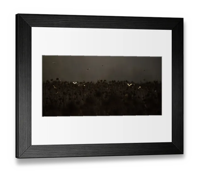 Framed Print : Bramblings (Fringilla montifringilla) in flight over field of dead Sunflowers (Helianthus annuus) at dusk, Lower Silesia, Poland. February Framed Print : Bramblings (Fringilla montifringilla) in flight over field of dead Sunflowers (Helianthus annuus) at dusk, Lower Silesia, Poland. February