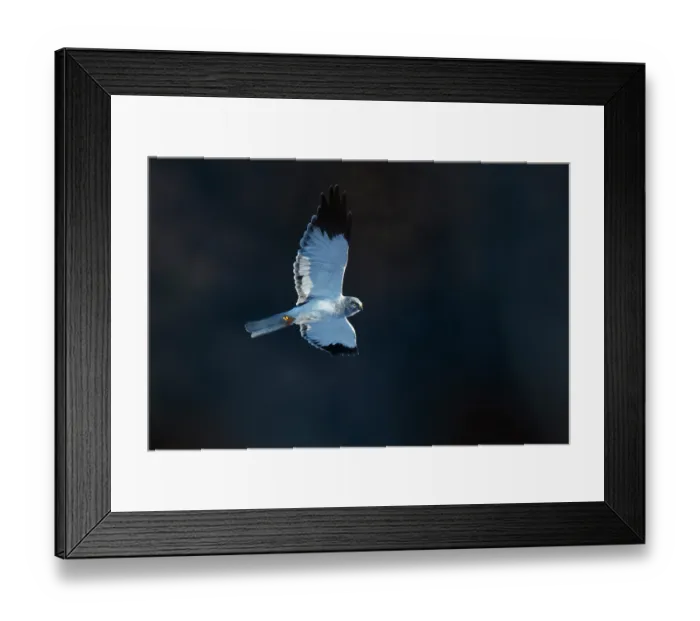 Framed Print : Hen harrier (Circus cyaneus) in flight, Lower Silesia, Poland. February Framed Print : Hen harrier (Circus cyaneus) in flight, Lower Silesia, Poland. February