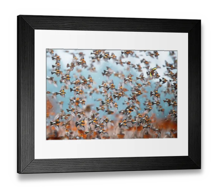 Framed Print : Bramblings (Fringilla montifringilla) flock in flight over field of Sunflowers (Helianthus annuus), Lower Silesia, Poland. February Framed Print : Bramblings (Fringilla montifringilla) flock in flight over field of Sunflowers (Helianthus annuus), Lower Silesia, Poland. February