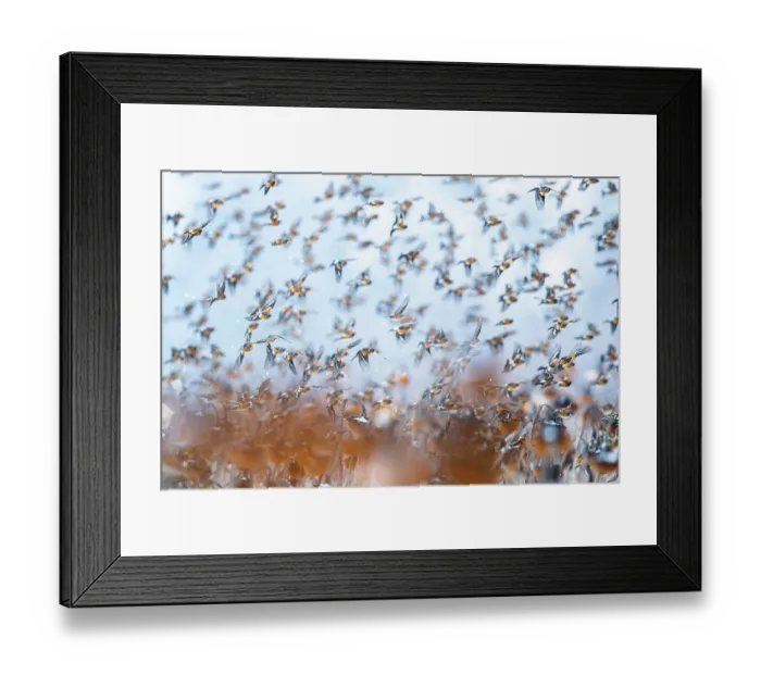 Framed Print : Bramblings (Fringilla montifringilla) flock in flight over field of Sunflowers (Helianthus annuus), Lower Silesia, Poland. February Framed Print : Bramblings (Fringilla montifringilla) flock in flight over field of Sunflowers (Helianthus annuus), Lower Silesia, Poland. February