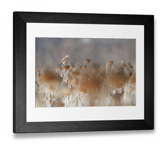Framed Print : Common kestrel (Falco tinnunculus) perched among Sunflower (Helianthus annuus) seedheads, Lower Silesia, Poland. February Framed Print : Common kestrel (Falco tinnunculus) perched among Sunflower (Helianthus annuus) seedheads, Lower Silesia, Poland. February