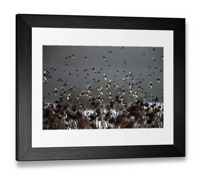 Framed Print : Bramblings (Fringilla montifringilla) flock in flight over field of dead Sunflowers (Helianthus annuus) at dusk, Lower Silesia, Poland. February