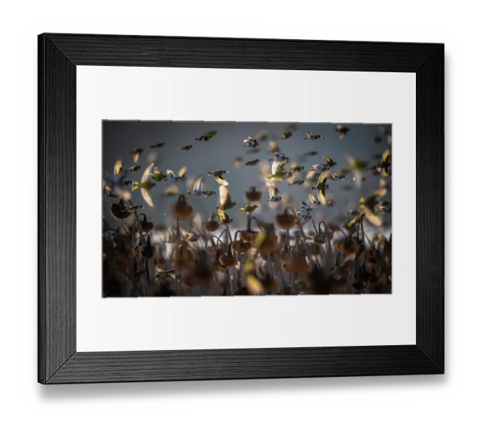 Framed Print : Brambling (Fringilla montifringilla) and European goldfinch (Carduelis carduelis) flock in flight over field of Sunflower (Helianthus annuus) seedheads in winter, Lower Silesia Framed Print : Brambling (Fringilla montifringilla) and European goldfinch (Carduelis carduelis) flock in flight over field of Sunflower (Helianthus annuus) seedheads in winter, Lower Silesia