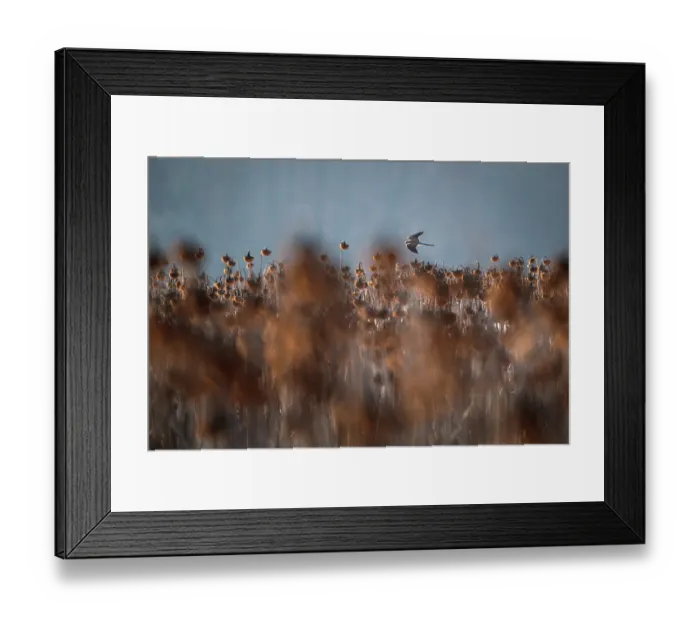 Framed Print : Common kestrel (Falco tinnunculus) in flight over field of dead Sunflowers (Helianthus annuus), Lower Silesia, Poland. February Framed Print : Common kestrel (Falco tinnunculus) in flight over field of dead Sunflowers (Helianthus annuus), Lower Silesia, Poland. February
