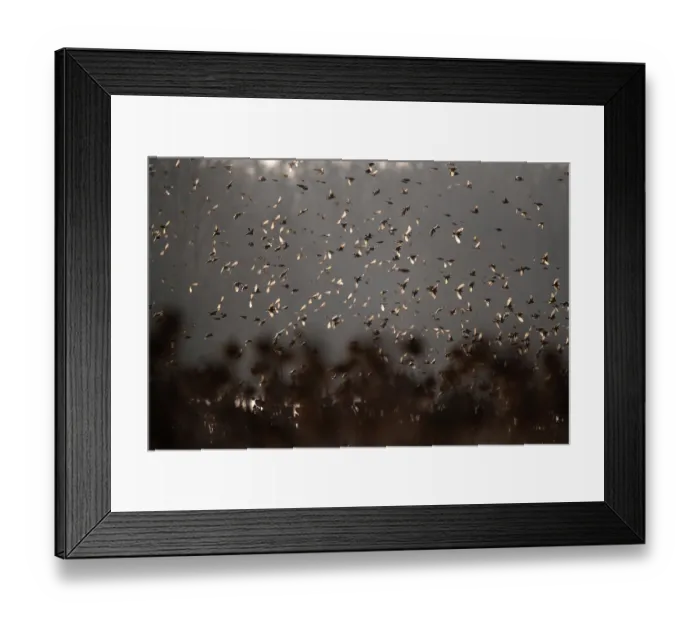 Framed Print : Brambling (Fringilla montifringilla) and European goldfinch (Carduelis carduelis) flock in flight over field of Sunflower (Helianthus annuus) seedheads at dusk, Lower Silesia Framed Print : Brambling (Fringilla montifringilla) and European goldfinch (Carduelis carduelis) flock in flight over field of Sunflower (Helianthus annuus) seedheads at dusk, Lower Silesia
