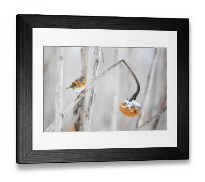 Framed Print : Brambling (Fringilla montifringilla) perched on dead Sunflower (Helianthus annuus) in winter, Lower Silesia, Poland. February Framed Print : Brambling (Fringilla montifringilla) perched on dead Sunflower (Helianthus annuus) in winter, Lower Silesia, Poland. February