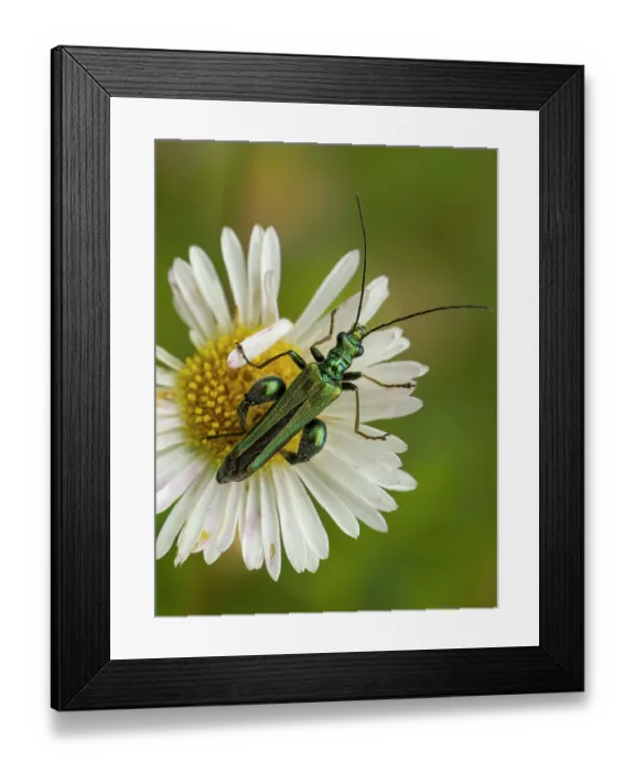 Framed Print : Thick-legged flower beetle (Oedemera nobilis) male, resting on Mexican daisy (Erigeron sp) flower, Podere Montecucco, Orvieto, Umbria, Italy. June Framed Print : Thick-legged flower beetle (Oedemera nobilis) male, resting on Mexican daisy (Erigeron sp) flower, Podere Montecucco, Orvieto, Umbria, Italy. June