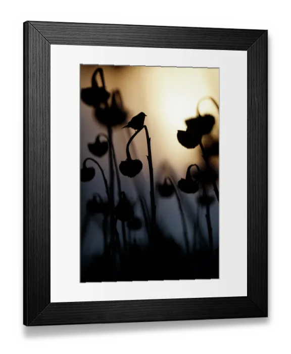 Framed Print : Common chaffinch (Fringilla coelebs) perched on Sunflower (Helianthus annuus) seedhead at dusk, Lower Silesia, Poland. February Framed Print : Common chaffinch (Fringilla coelebs) perched on Sunflower (Helianthus annuus) seedhead at dusk, Lower Silesia, Poland. February