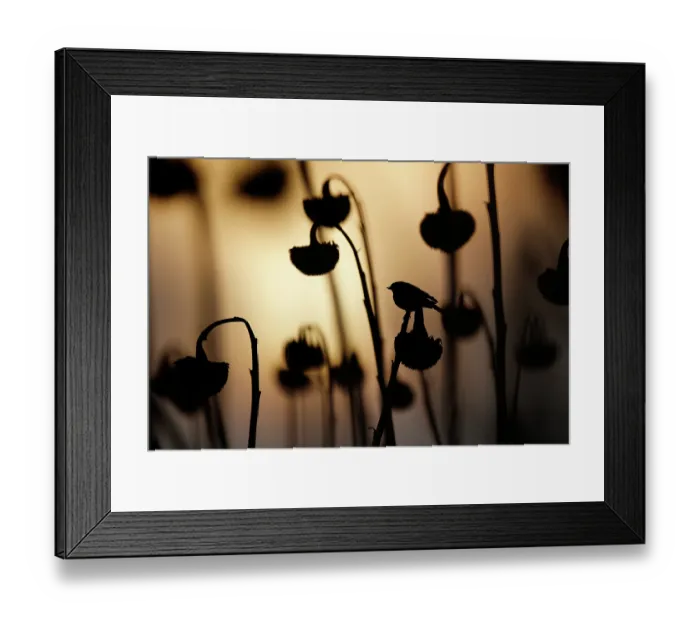 Framed Print : Common chaffinch (Fringilla coelebs) perched on Sunflower (Helianthus annuus) seedhead at dusk, Lower Silesia, Poland. February Framed Print : Common chaffinch (Fringilla coelebs) perched on Sunflower (Helianthus annuus) seedhead at dusk, Lower Silesia, Poland. February