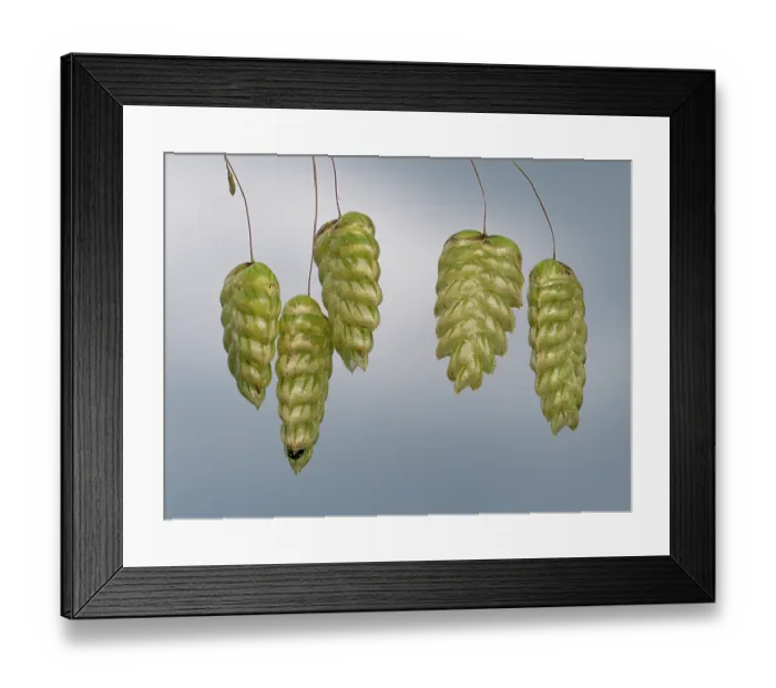 Framed Print : Large quaking grass (Briza maxima) spikelets, Podere Montecucco, Orvieto, Umbria, Italy. May