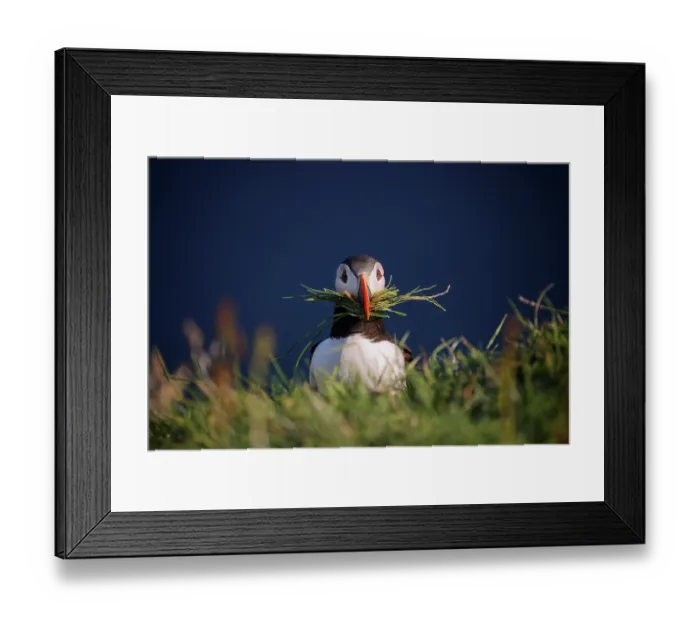 Framed Print : Atlantic puffin (Fratercula arctica) carrying grass in its beak for nesting material, Mykines island, Faroe Islands. July Framed Print : Atlantic puffin (Fratercula arctica) carrying grass in its beak for nesting material, Mykines island, Faroe Islands. July