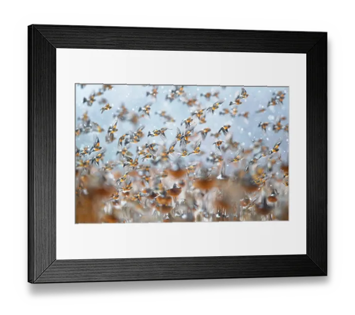 Framed Print : Bramblings (Fringilla montifringilla) flock in flight over field of Sunflowers (Helianthus annuus) in falling snow, Lower Silesia, Poland. February Framed Print : Bramblings (Fringilla montifringilla) flock in flight over field of Sunflowers (Helianthus annuus) in falling snow, Lower Silesia, Poland. February