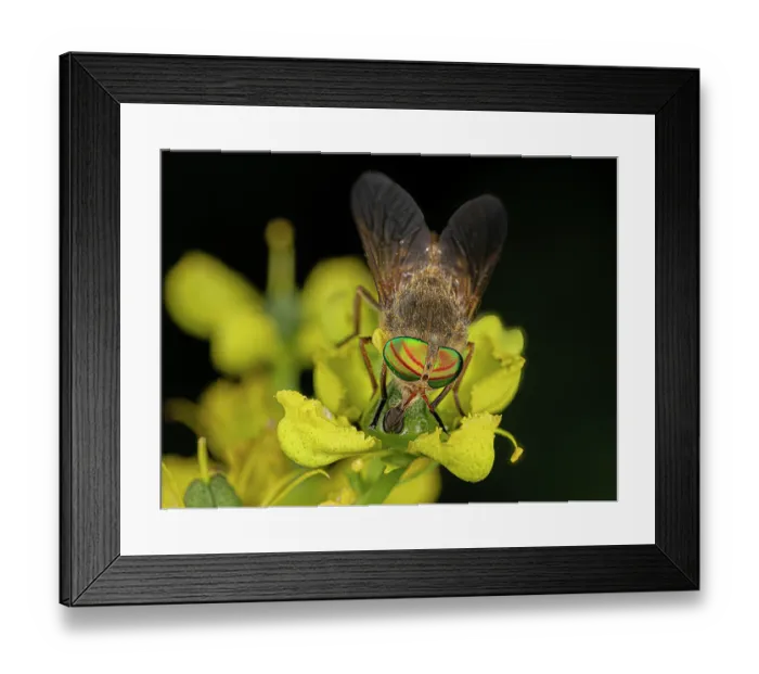 Framed Print : Horsefly (Tabanus promesogaeus) feeding on a Rue (Ruta sp.) flower, Podere Montecucco, Orvieto, Umbria, Italy. June Framed Print : Horsefly (Tabanus promesogaeus) feeding on a Rue (Ruta sp.) flower, Podere Montecucco, Orvieto, Umbria, Italy. June