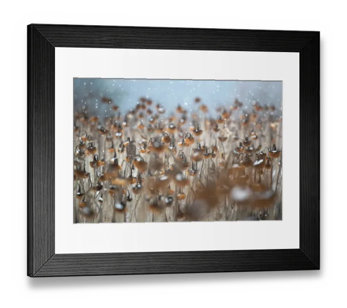 Framed Print : Eurasian sparrowhawk (Accipiter nisus) perched among Sunflower (Helianthus annuus) seedheads in falling snow, Lower Silesia, Poland, Lower Silesia, Poland. February Framed Print : Eurasian sparrowhawk (Accipiter nisus) perched among Sunflower (Helianthus annuus) seedheads in falling snow, Lower Silesia, Poland, Lower Silesia, Poland. February