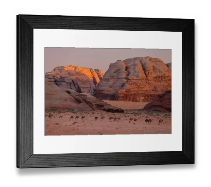 Framed Print : Dromedary (Camelus dromedarius) herd walking in a line through desert at sunset, Wilderness Zone, Wadi Rum Protected Area, Jordan. September Framed Print : Dromedary (Camelus dromedarius) herd walking in a line through desert at sunset, Wilderness Zone, Wadi Rum Protected Area, Jordan. September