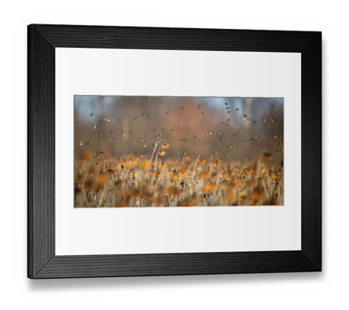 Framed Print : Bramblings (Fringilla montifringilla), European goldfinches (Carduelis carduelis) Framed Print : Bramblings (Fringilla montifringilla), European goldfinches (Carduelis carduelis)