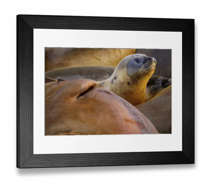 Framed Print : Southern elephant seal (Mirounga leonina) juvenile, peering out from the resting colony, Jenny Island, Antarctic Peninsula, Antarctica Framed Print : Southern elephant seal (Mirounga leonina) juvenile, peering out from the resting colony, Jenny Island, Antarctic Peninsula, Antarctica