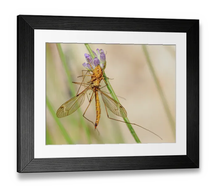 Framed Print : Lynx spider (Oxyopes ramosus) resting on Lavender stem with Cranefly prey, Podere Montecucco, Orvieto, Umbria, Italy. June Framed Print : Lynx spider (Oxyopes ramosus) resting on Lavender stem with Cranefly prey, Podere Montecucco, Orvieto, Umbria, Italy. June