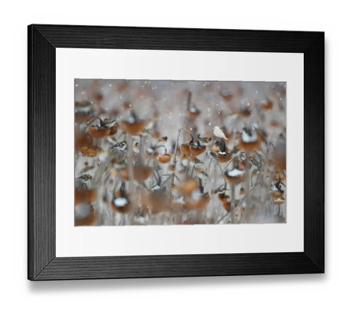 Framed Print : European goldfinch (Carduelis carduelis) flock, one leucistic bird, perched on Sunflower (Helianthus annuus) seedheads in falling snow, Lower Silesia, Poland. February Framed Print : European goldfinch (Carduelis carduelis) flock, one leucistic bird, perched on Sunflower (Helianthus annuus) seedheads in falling snow, Lower Silesia, Poland. February
