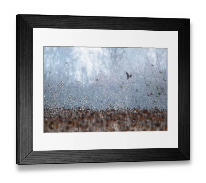 Framed Print : Eurasian sparrowhawk (Accipiter nisus) hunting flock of Bramblings (Fringilla montifringilla) in falling snow, Lower Silesia, Poland. February Framed Print : Eurasian sparrowhawk (Accipiter nisus) hunting flock of Bramblings (Fringilla montifringilla) in falling snow, Lower Silesia, Poland. February