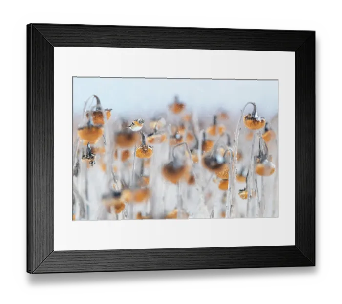 Framed Print : Brambling (Fringilla montifringilla) perched on Sunflower (Helianthus annuus) seedhead in falling snow, Lower Silesia, Poland. February Framed Print : Brambling (Fringilla montifringilla) perched on Sunflower (Helianthus annuus) seedhead in falling snow, Lower Silesia, Poland. February