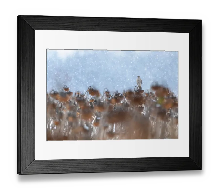 Framed Print : Eurasian sparrowhawk (Accipiter nisus) perched among Sunflower (Helianthus annuus) seedheads in falling snow, Lower Silesia, Poland, Lower Silesia, Poland. February Framed Print : Eurasian sparrowhawk (Accipiter nisus) perched among Sunflower (Helianthus annuus) seedheads in falling snow, Lower Silesia, Poland, Lower Silesia, Poland. February