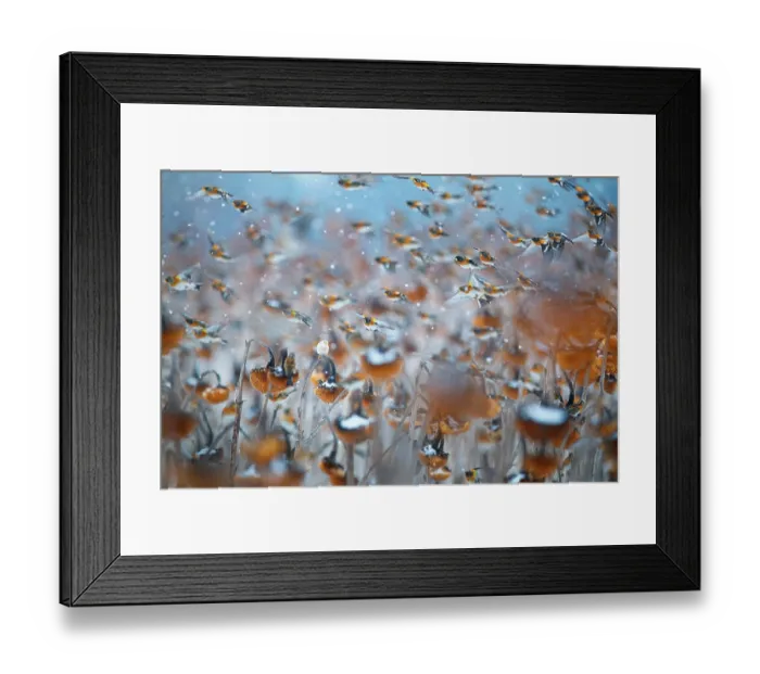 Framed Print : Bramblings (Fringilla montifringilla) and European goldfinch (Carduelis carduelis) flock in flight over field of Sunflowers (Helianthus annuus) in falling snow, Lower Silesia