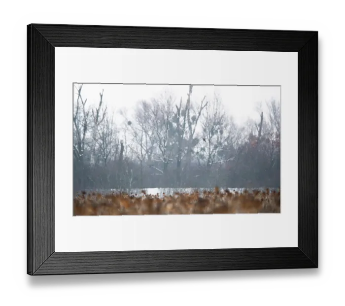Framed Print : Peregrine falcon (Falco peregrinus) in flight over field of dead Sunflowers (Helianthus annuus) in winter, Lower Silesia, Poland. February Framed Print : Peregrine falcon (Falco peregrinus) in flight over field of dead Sunflowers (Helianthus annuus) in winter, Lower Silesia, Poland. February