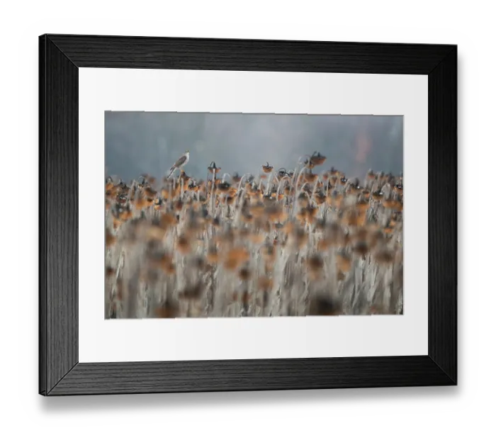 Framed Print : Eurasian sparrowhawk (Accipiter nisus) perched among Sunflower (Helianthus annuus) seedheads, Lower Silesia, Poland, Lower Silesia, Poland. February Framed Print : Eurasian sparrowhawk (Accipiter nisus) perched among Sunflower (Helianthus annuus) seedheads, Lower Silesia, Poland, Lower Silesia, Poland. February