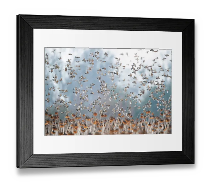 Framed Print : Bramblings (Fringilla montifringilla) flock in flight over field of Sunflowers (Helianthus annuus), Lower Silesia, Poland. February Framed Print : Bramblings (Fringilla montifringilla) flock in flight over field of Sunflowers (Helianthus annuus), Lower Silesia, Poland. February