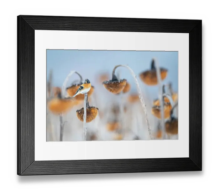 Framed Print : Brambling (Fringilla montifringilla) perched on Sunflower (Helianthus annuus) seedhead, Lower Silesia, Poland. February Framed Print : Brambling (Fringilla montifringilla) perched on Sunflower (Helianthus annuus) seedhead, Lower Silesia, Poland. February