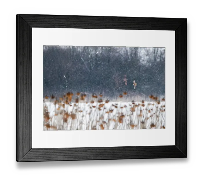 Framed Print : European goldfinch (Carduelis carduelis) and Peregrine falcon (Falco peregrinus) in flight over field of Sunflowers (Helianthus annuus) in falling snow, Lower Silesia, Poland Framed Print : European goldfinch (Carduelis carduelis) and Peregrine falcon (Falco peregrinus) in flight over field of Sunflowers (Helianthus annuus) in falling snow, Lower Silesia, Poland